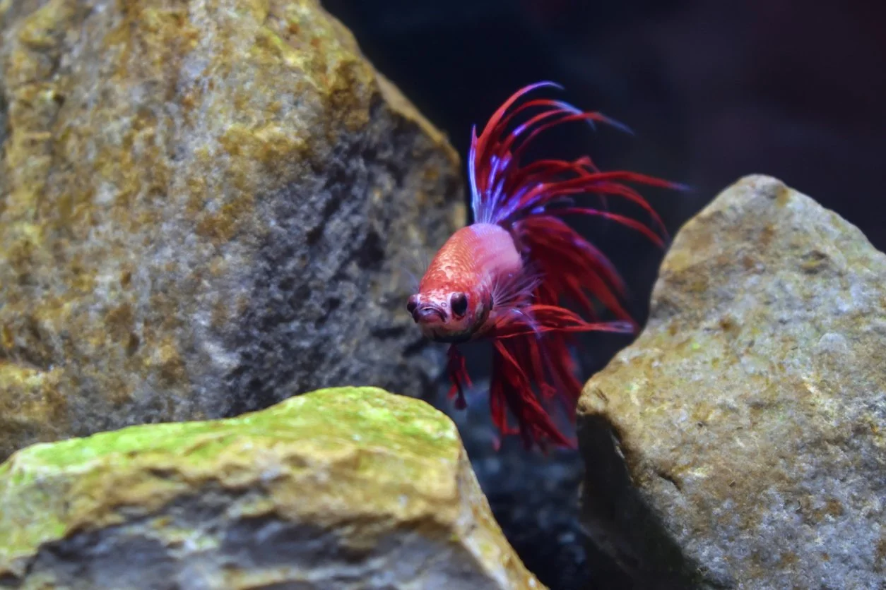 Cómo montar el acuario ideal para 1 betta