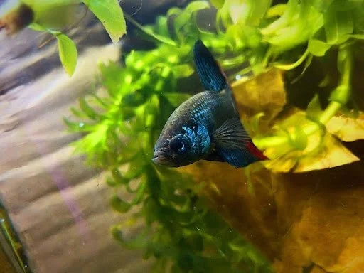 Peces Betta: mitos vs realidad