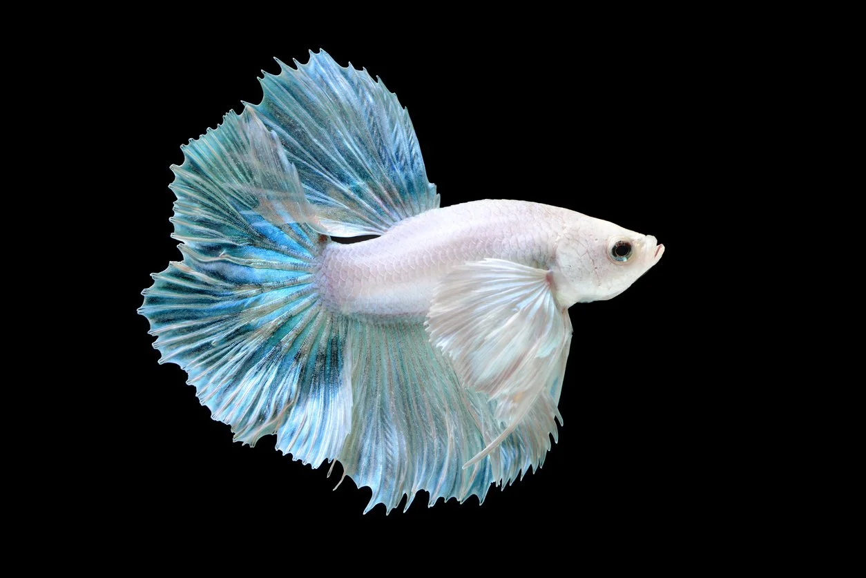 Betta