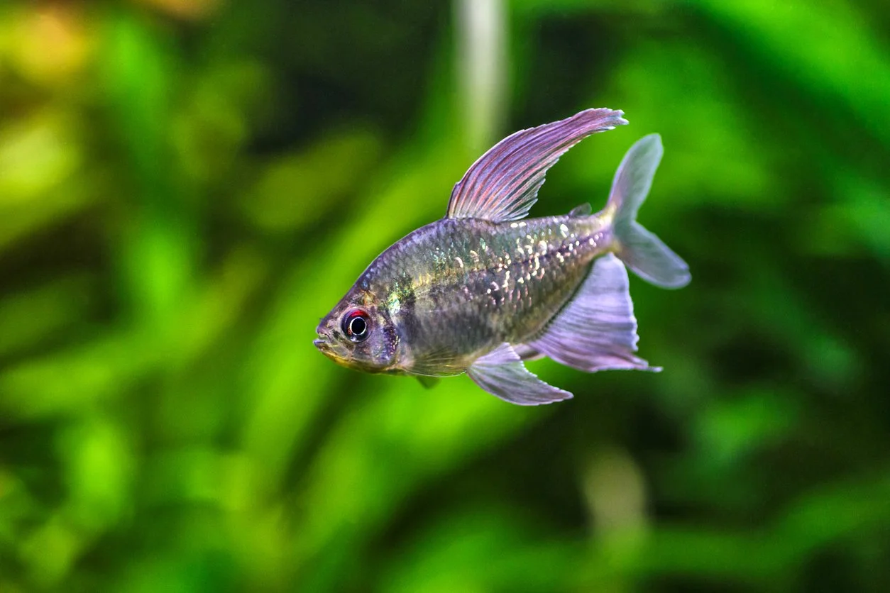 Tetra diamante