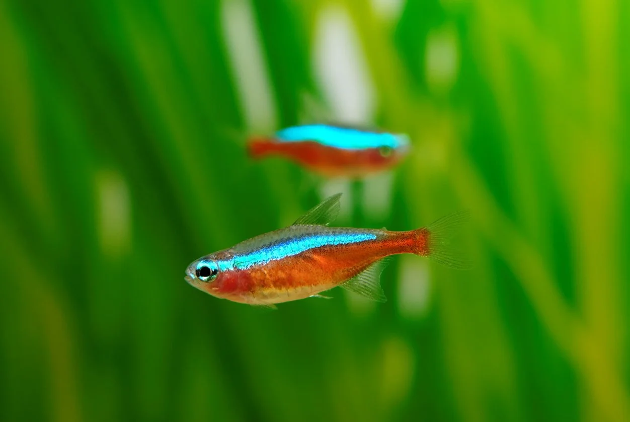 tetra cardenal (Paracheirodon axelrodi)