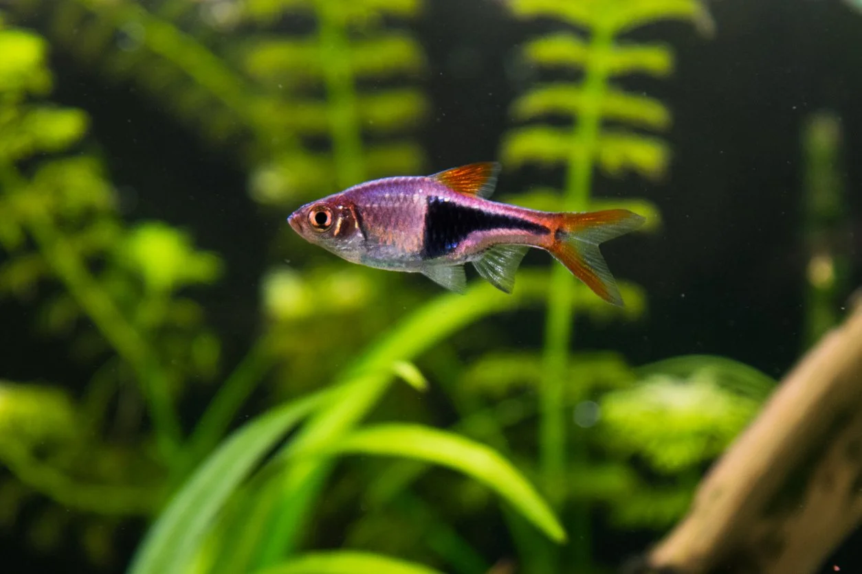 Rasbora Arlequín