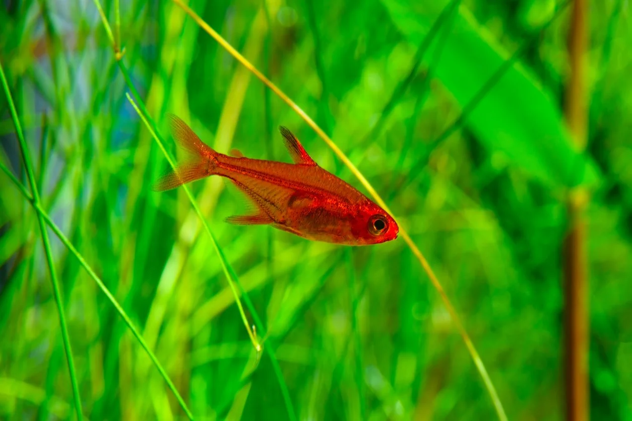 Tetra Ámbar/Ember