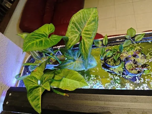 Filtración con plantas emergidas: cómo funcionan y cómo montarlas en tu pecera