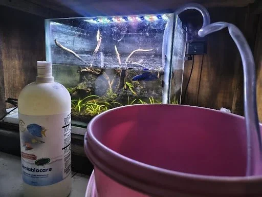 Guía 10 - Cambios de agua en la pecera