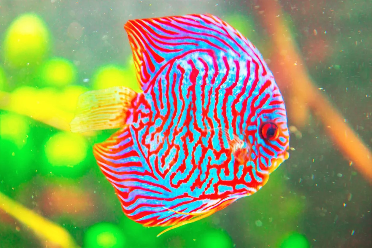 Qué peces pueden vivir con el disco — guía de compañeros