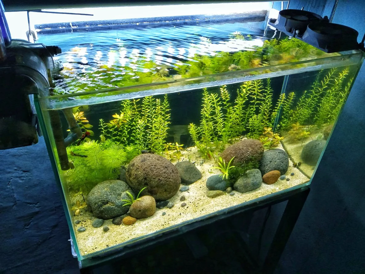 pecera plantada.jpg