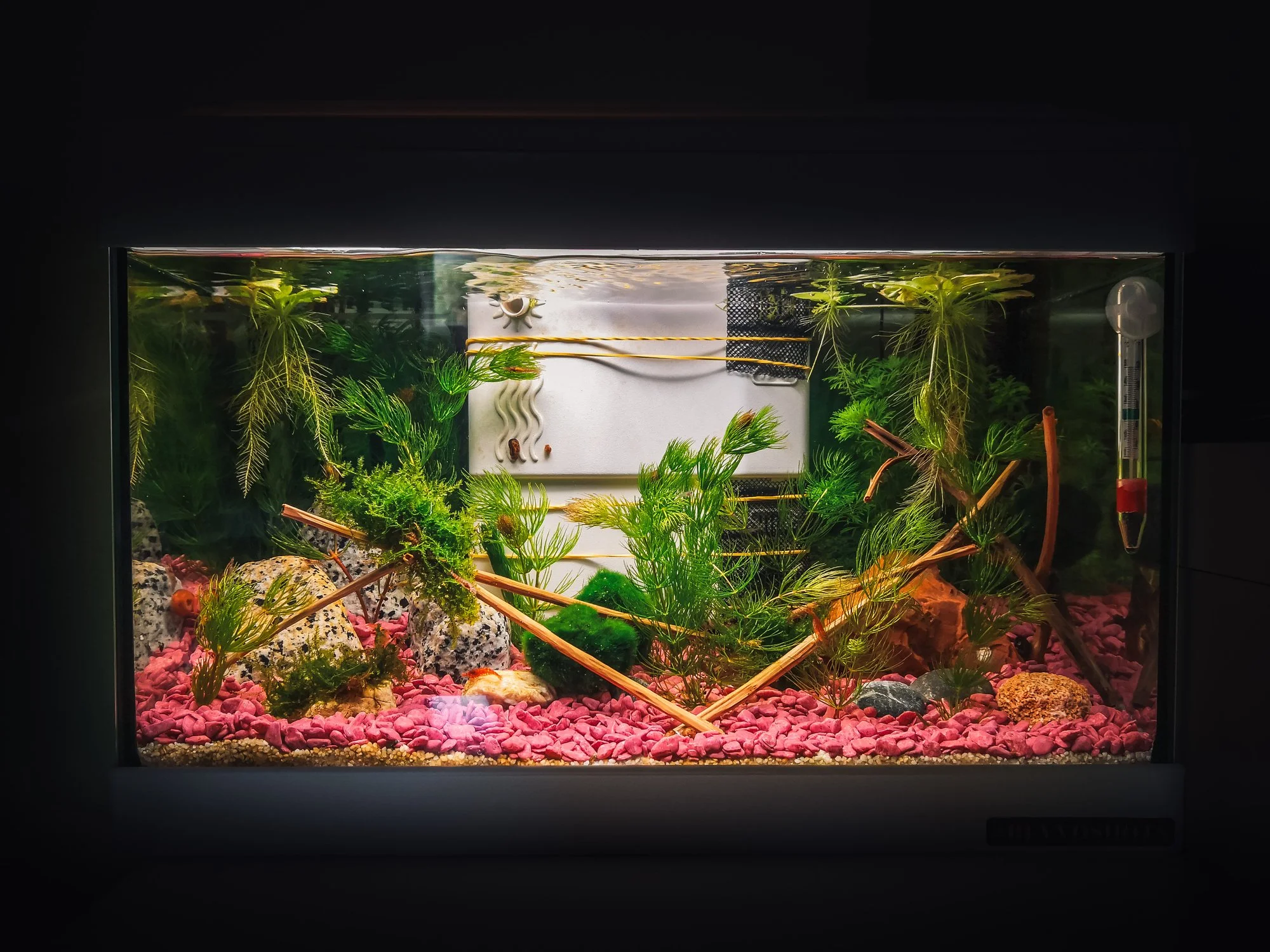 pecera plantada y decorada.jpg