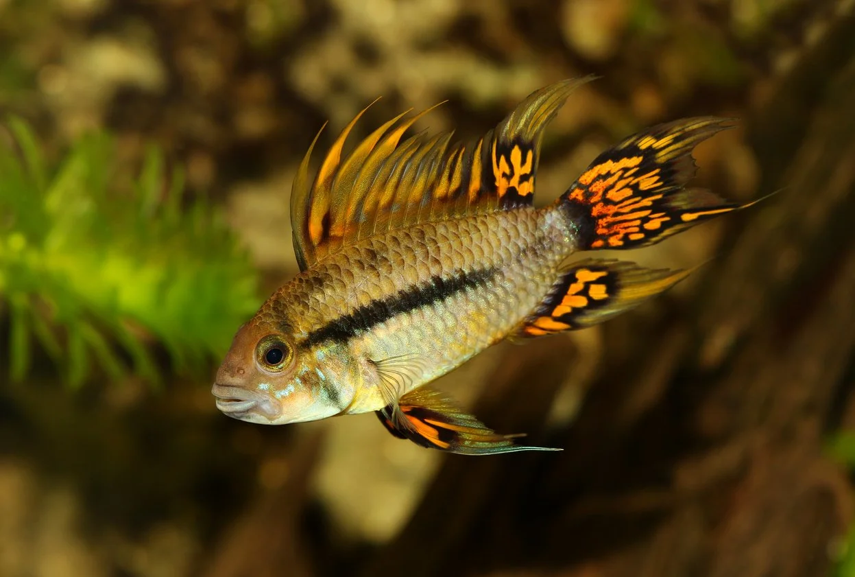 Apistogramma