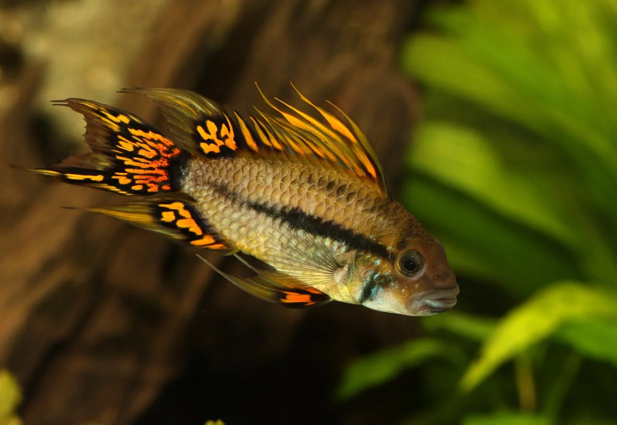 Apistogramma cacatuoides
