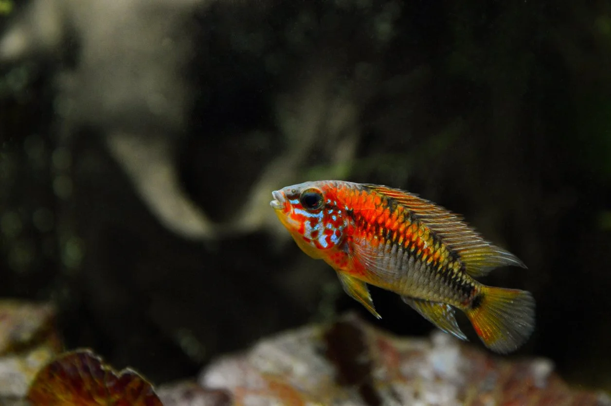 Apistogramma macmasteri