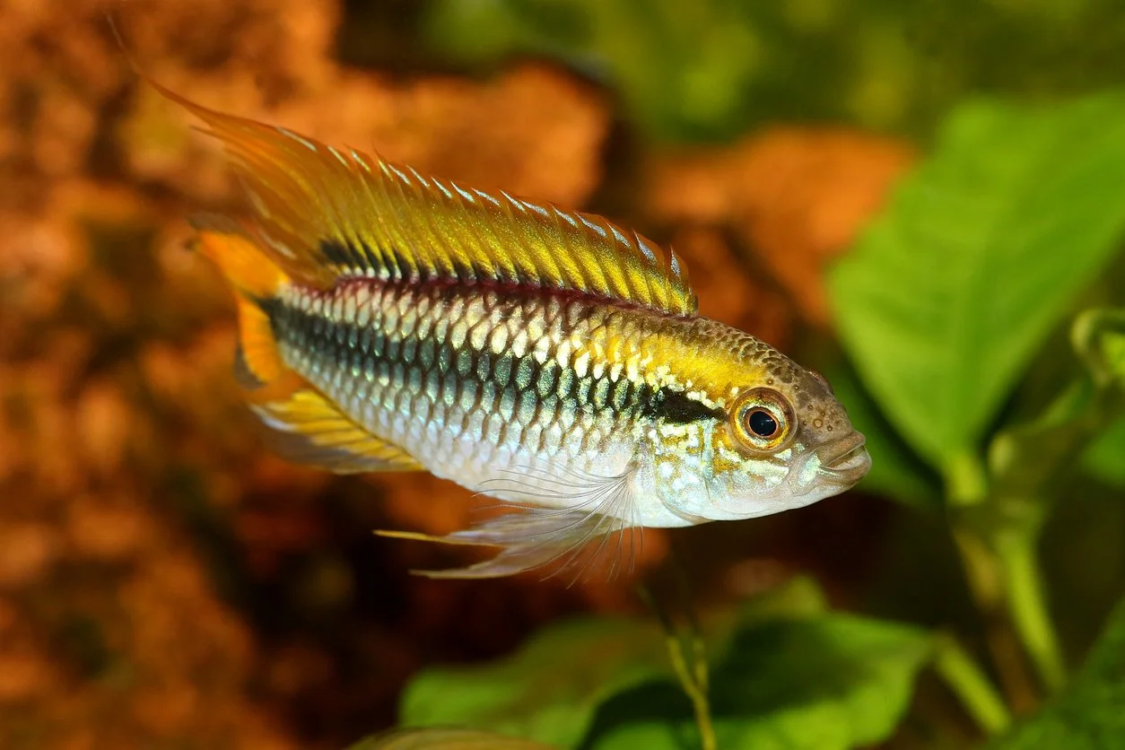 Apistogramma agassizii