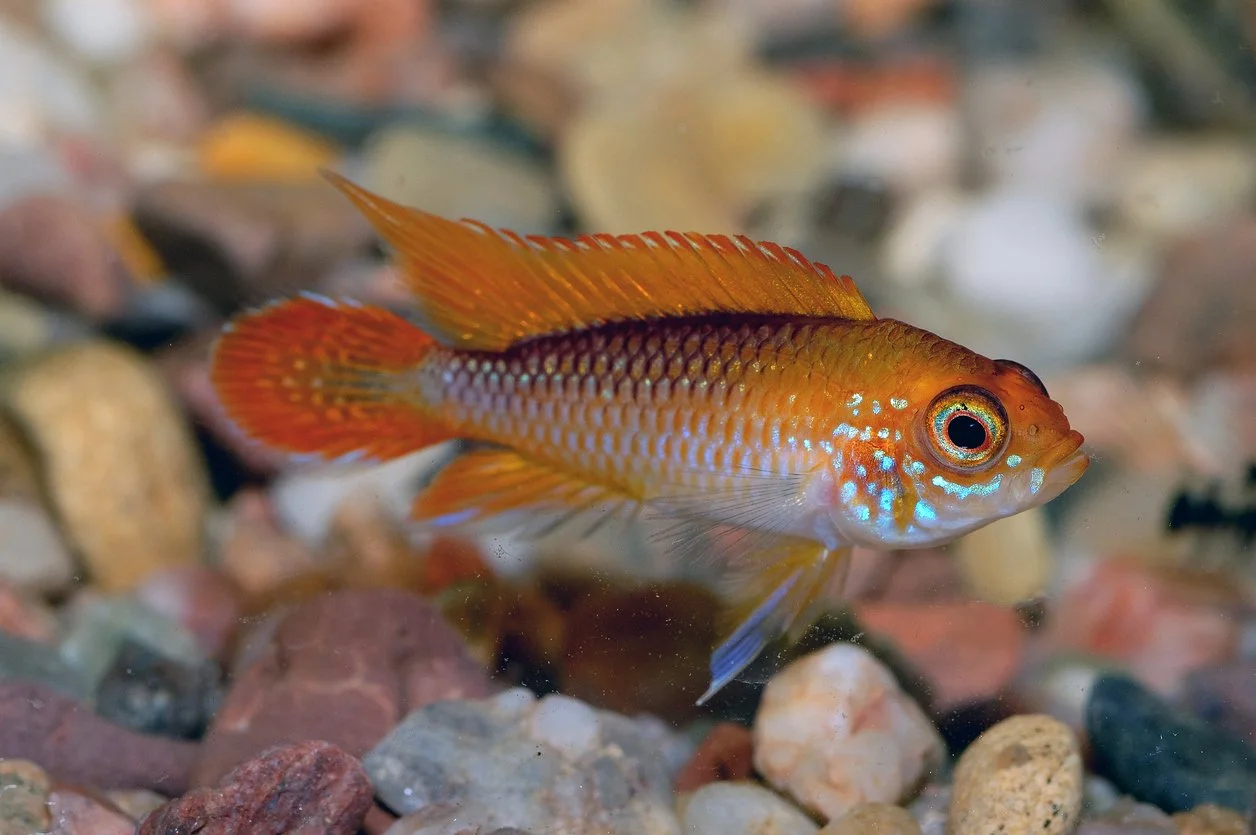 Qué peces pueden vivir con el apistogramma - Guía de compañeros