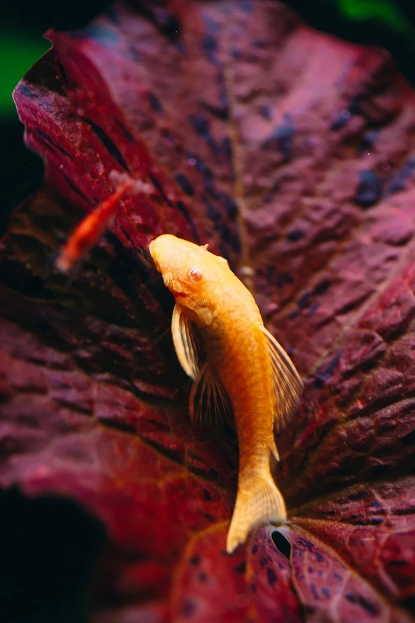Pleco Bristlenose