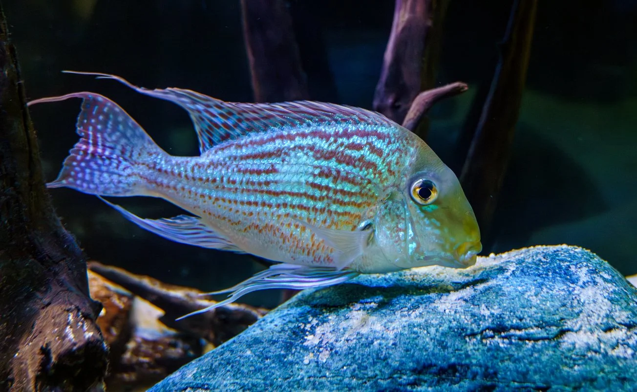 Geophagus