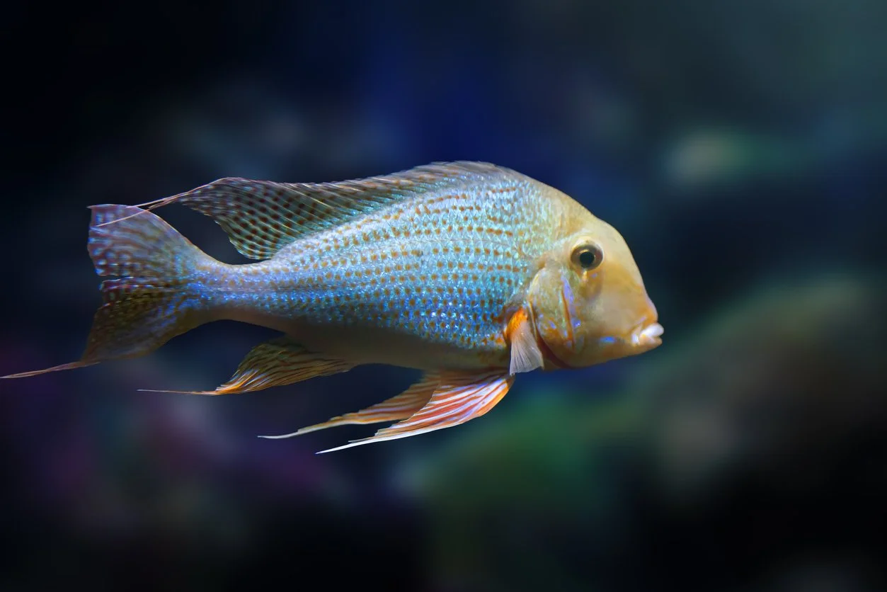 Qué peces pueden vivir con el geophagus — guía de compañeros