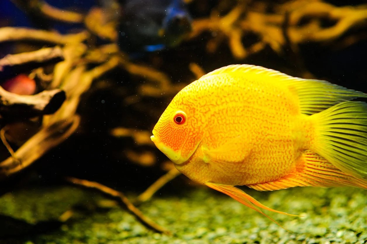 Severum