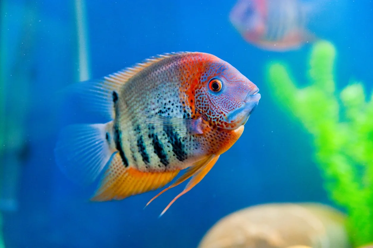 Qué peces pueden vivir con el severum — guía de compañeros