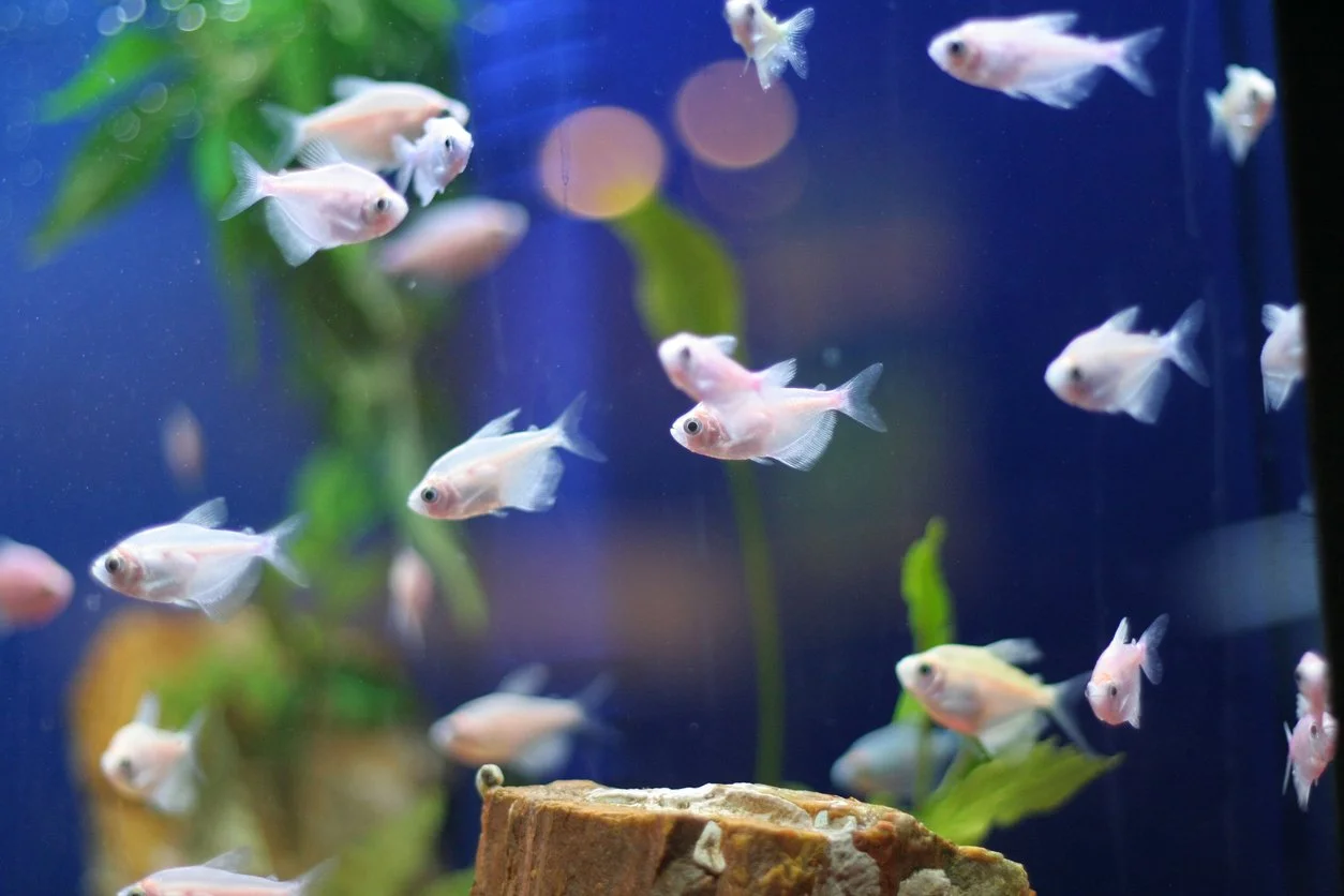 ¿Cuántos peces podemos meter en una pecera?