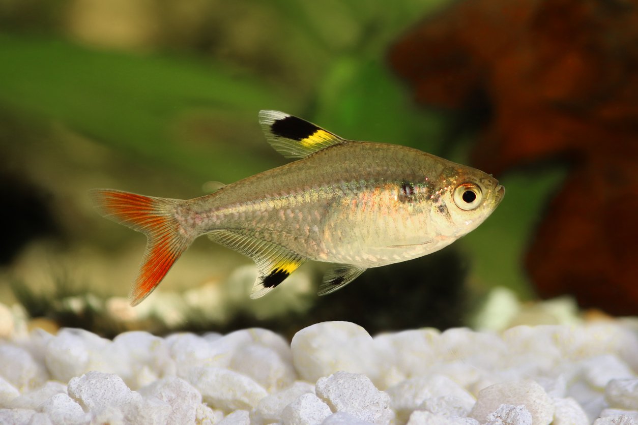 Tetra rayos x