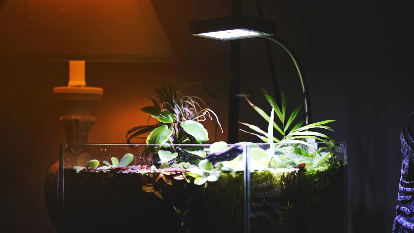 Iluminación para peceras, tipos y aspectos a considerar