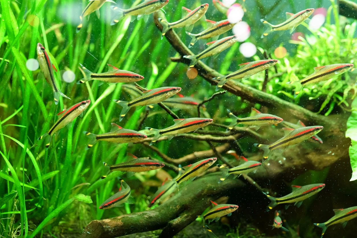 Peces de cardumen: ¿cuántos peces necesitas tener de la misma especie?