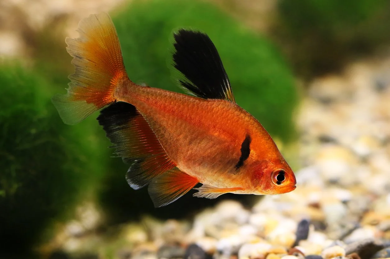 Tetra serpae / tetra sangriento