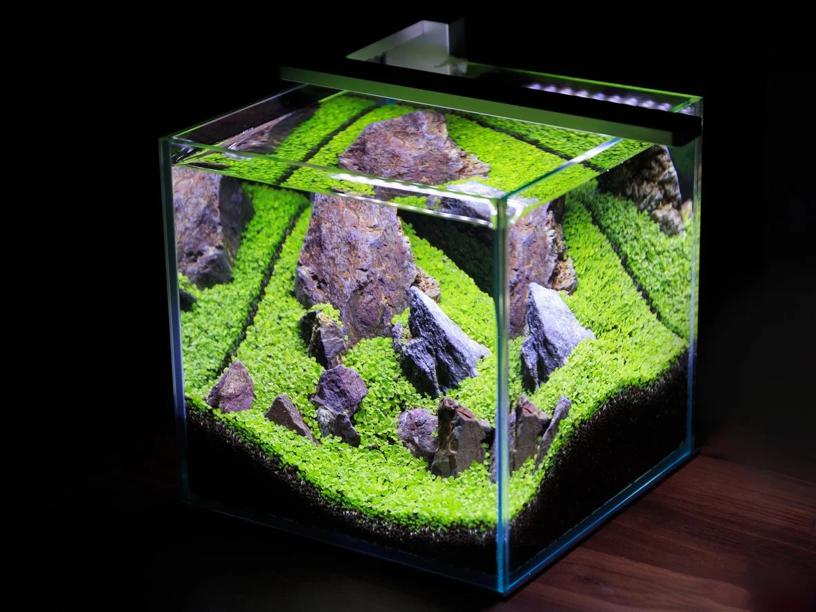 Aquascaping estilo iwagumi