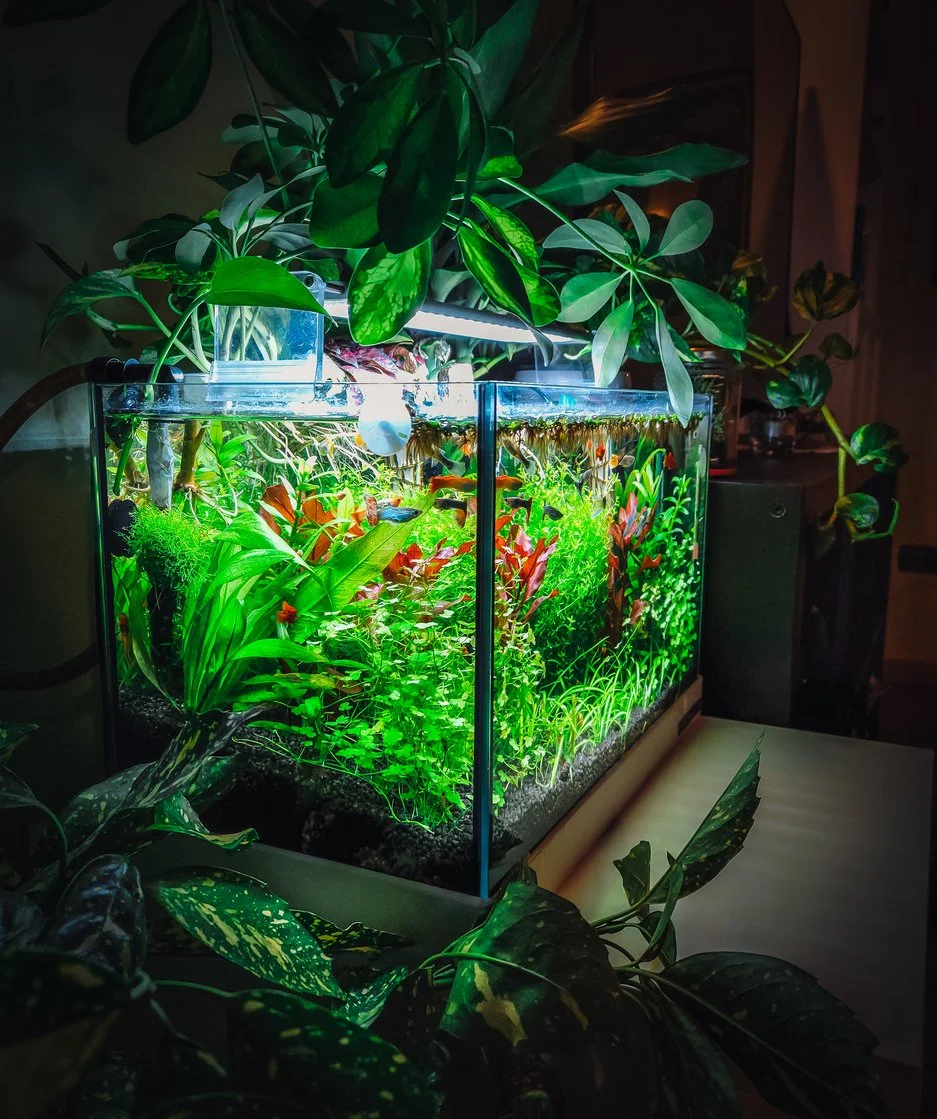 Pecera plantada con guppies