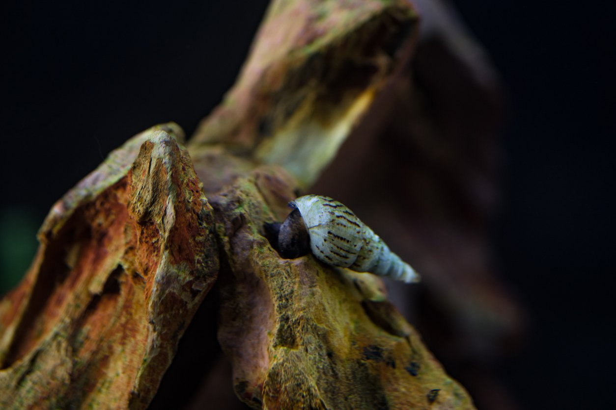 Caracol trompeta de Malasia (Melanoides tuberculata)