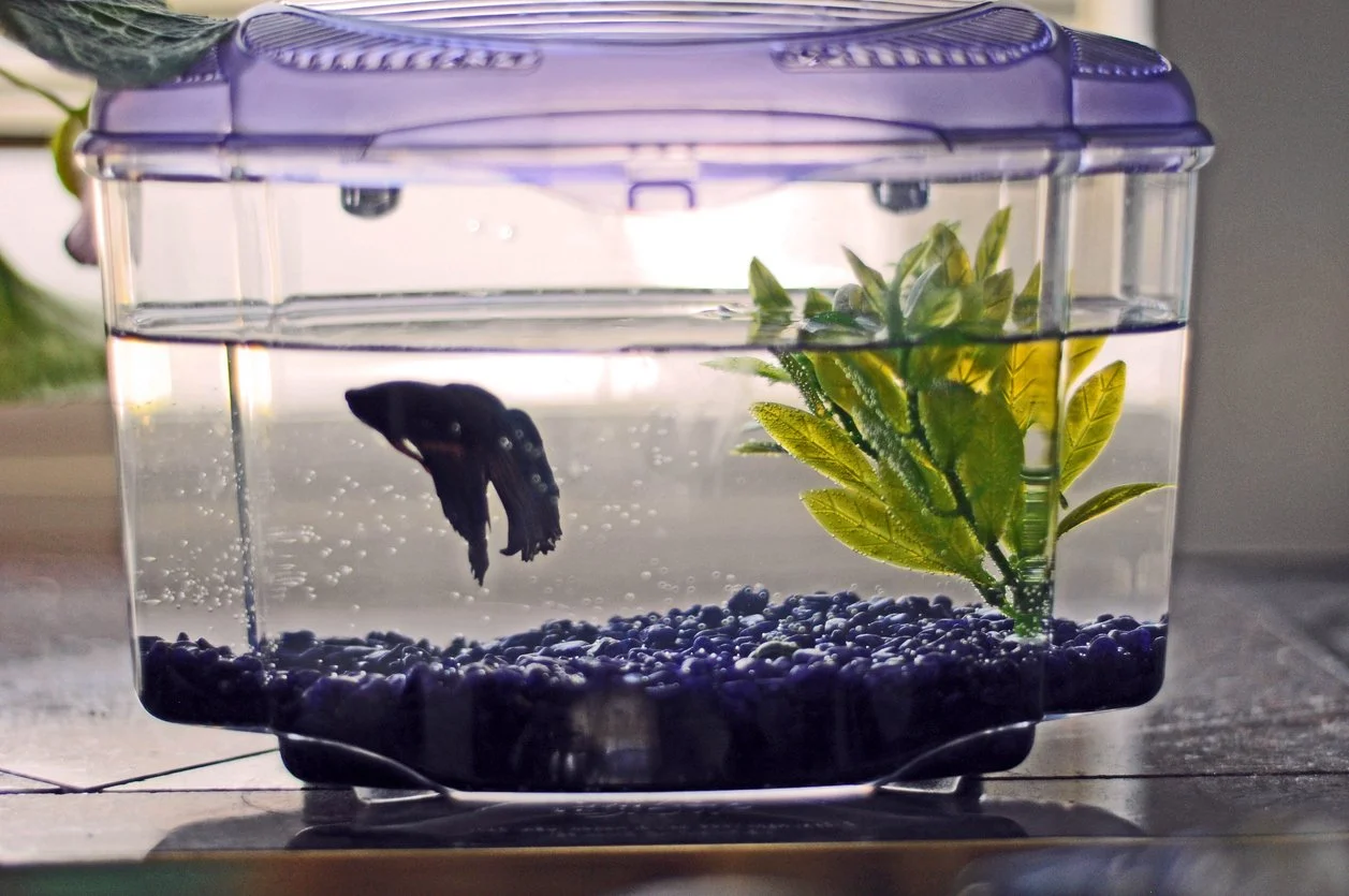 Peceras no aceptables para bettas