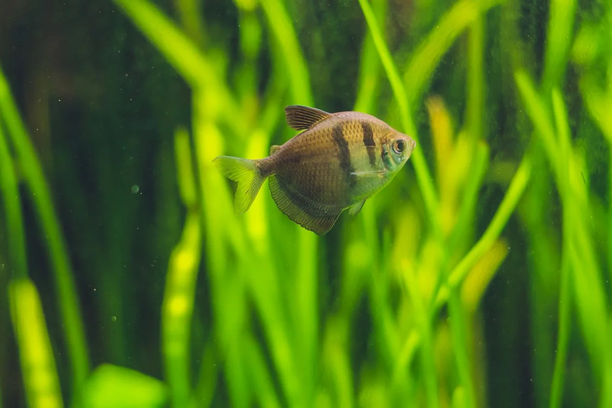 tetra monja negro- Tetra falda negra