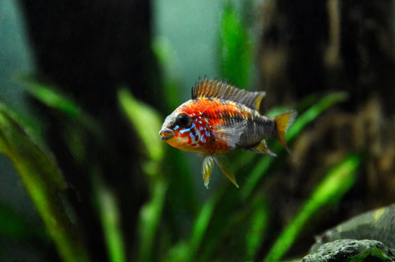 Apistogramma macmasteri