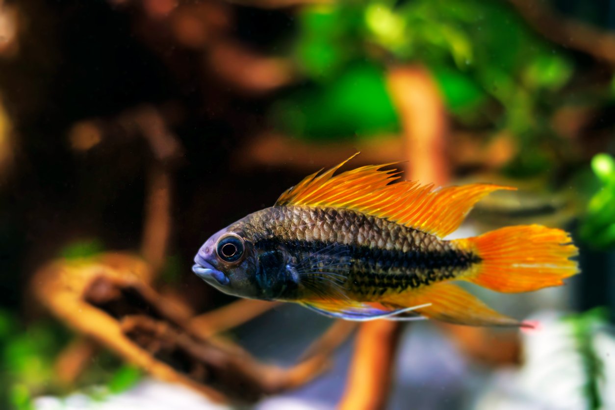 Apistogramma cacatuoides naranja