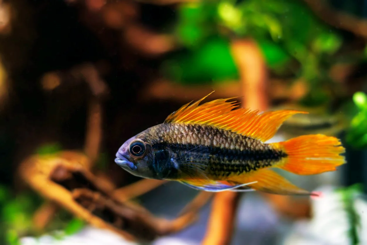 Apistogramma cacatuoides orange flash