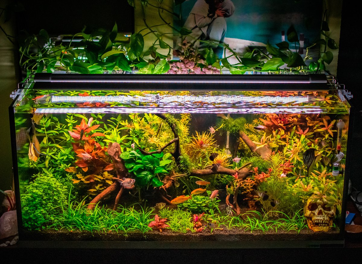 Tanque plantado con tetras