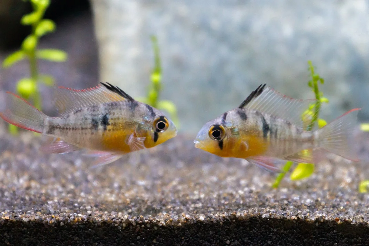 (Mikrogeophagus altispinosus) - Ram boliviano