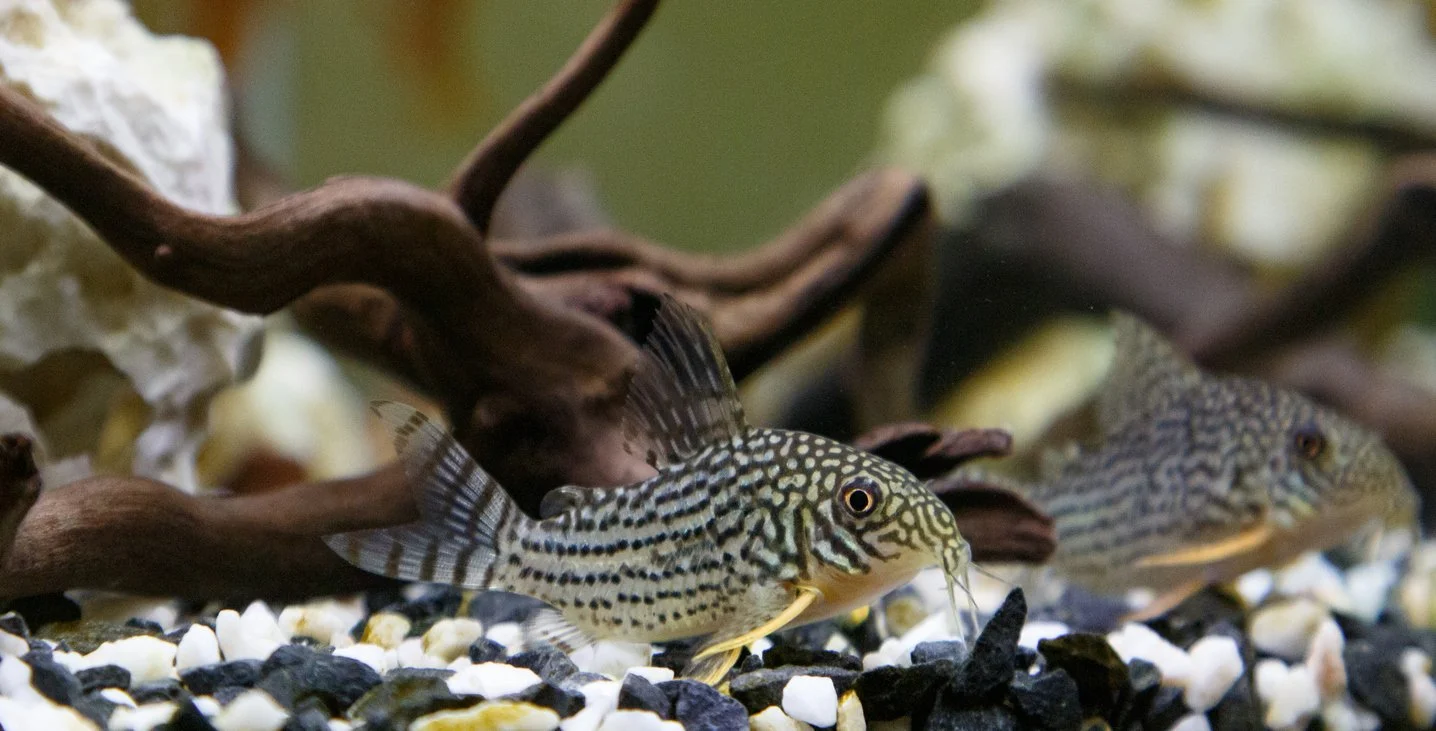 Corydora sterbai