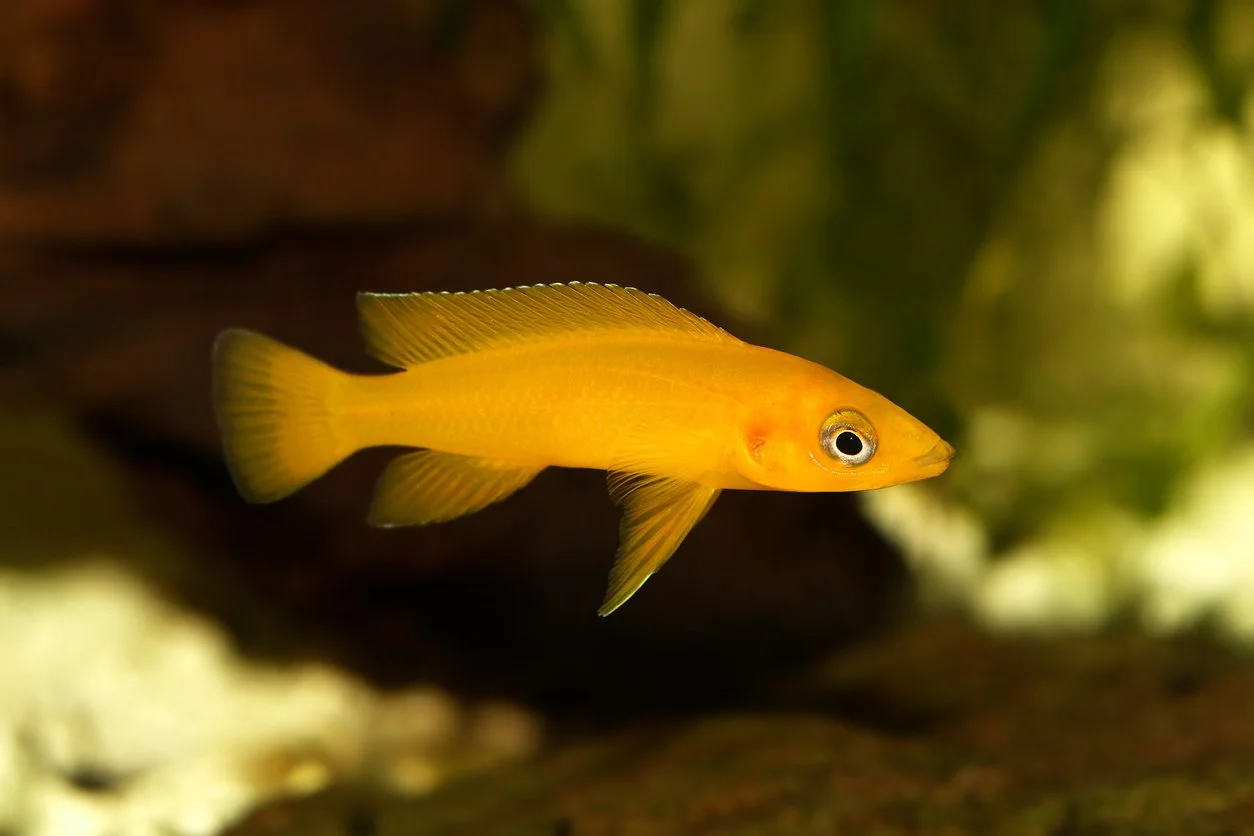 (Neolamprologus leleupi)
