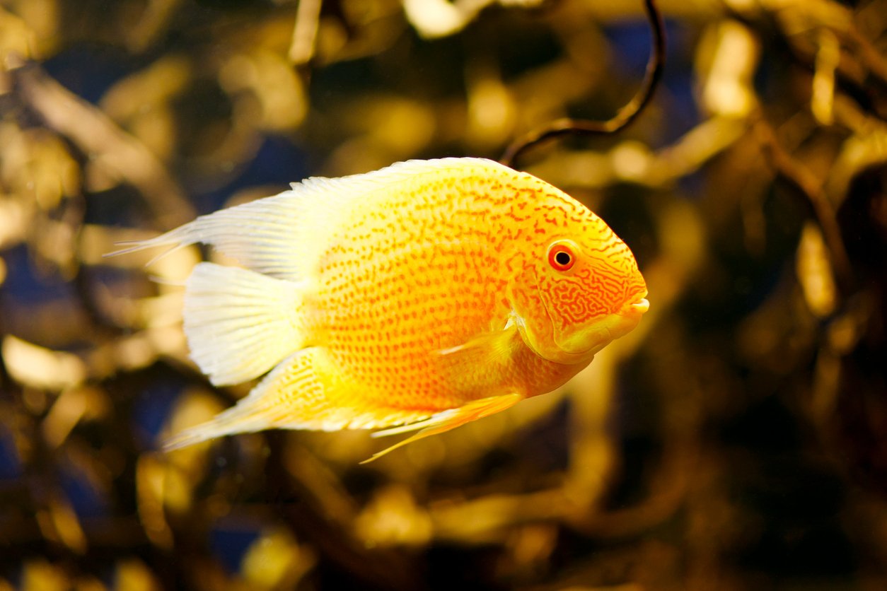Severum