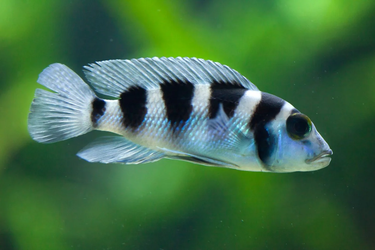 (Neolamprologus tretocephalus)