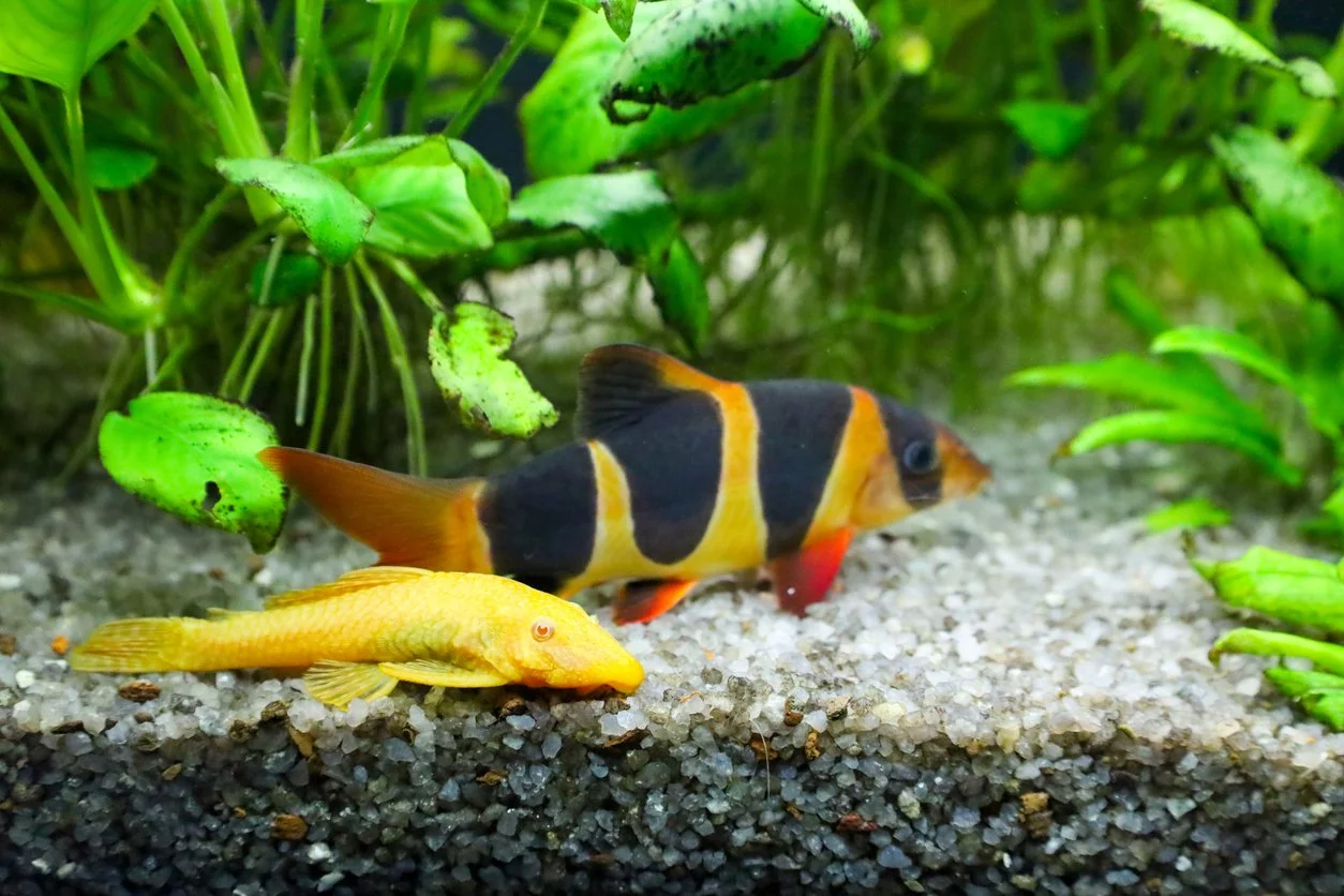 Locha payaso (Chromobotia macracanthus)