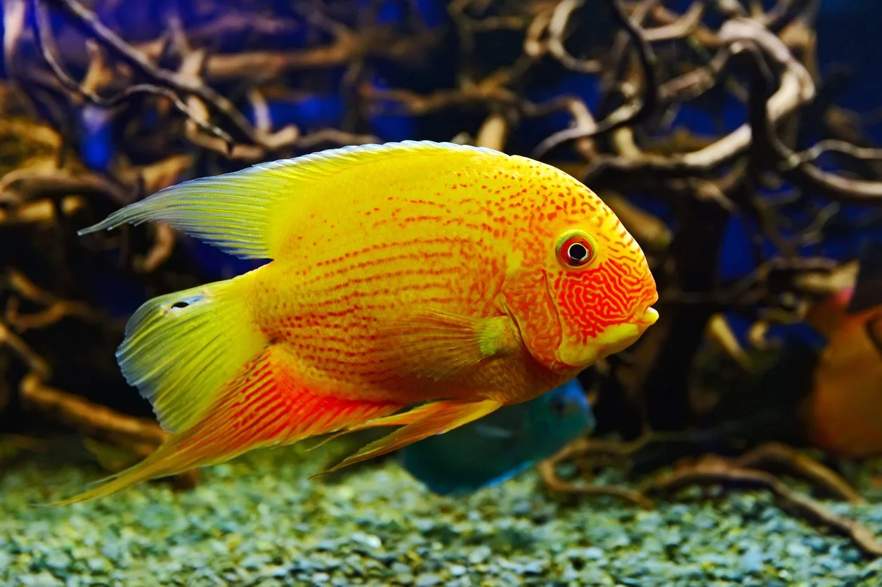 Severum rojo punteado