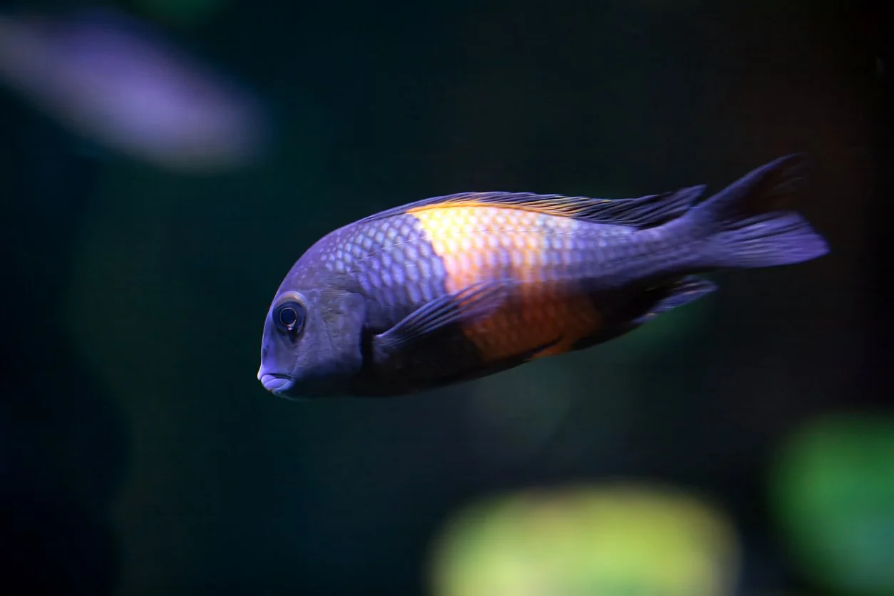 Tropheus