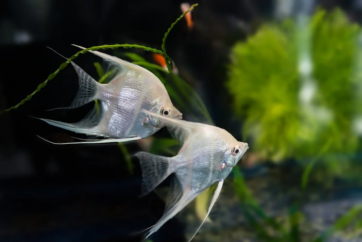 Peces ángel