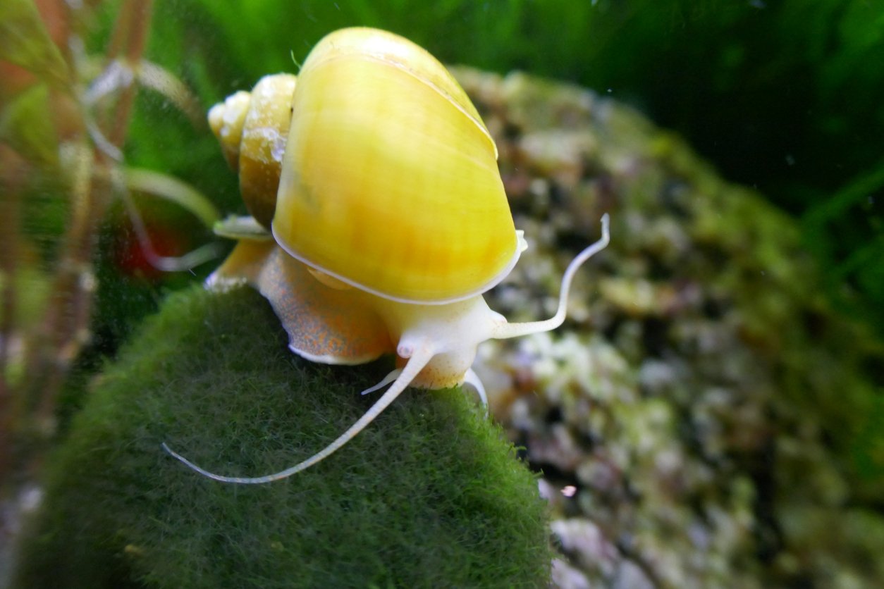 Pomacea diffusa