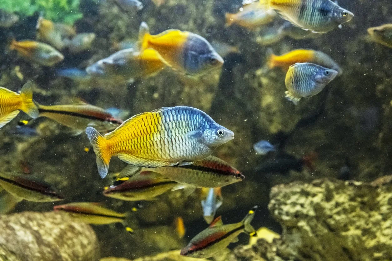Peces arcoíris boesmani
