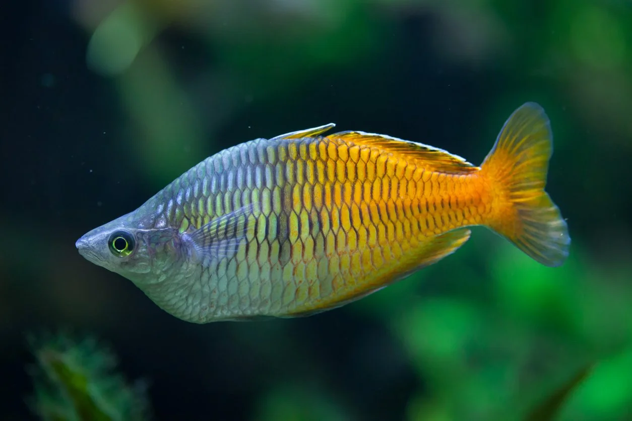 Melanotaenia boesemani (arcoiris boesmani)