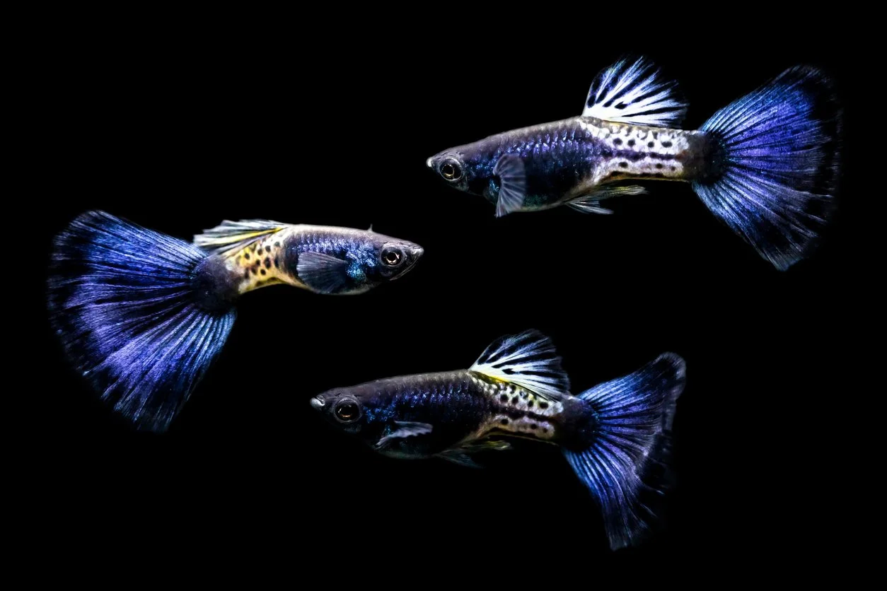 peces guppy