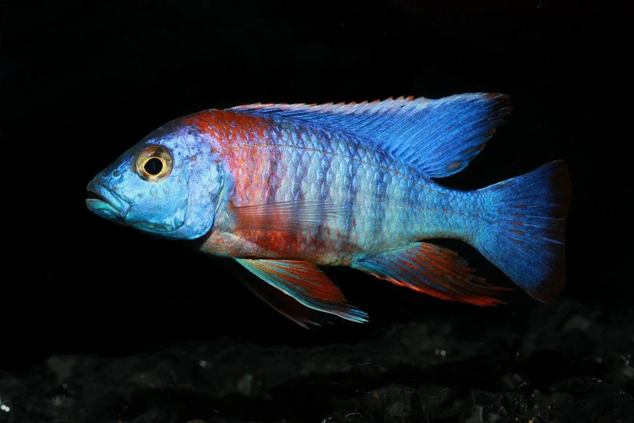 Aulonocara sp. pavo real hombro rojo